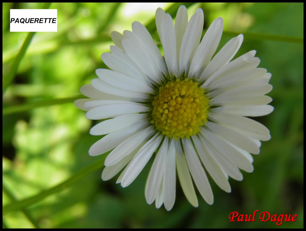 paquerette vivace-bellis perennis-astéracée