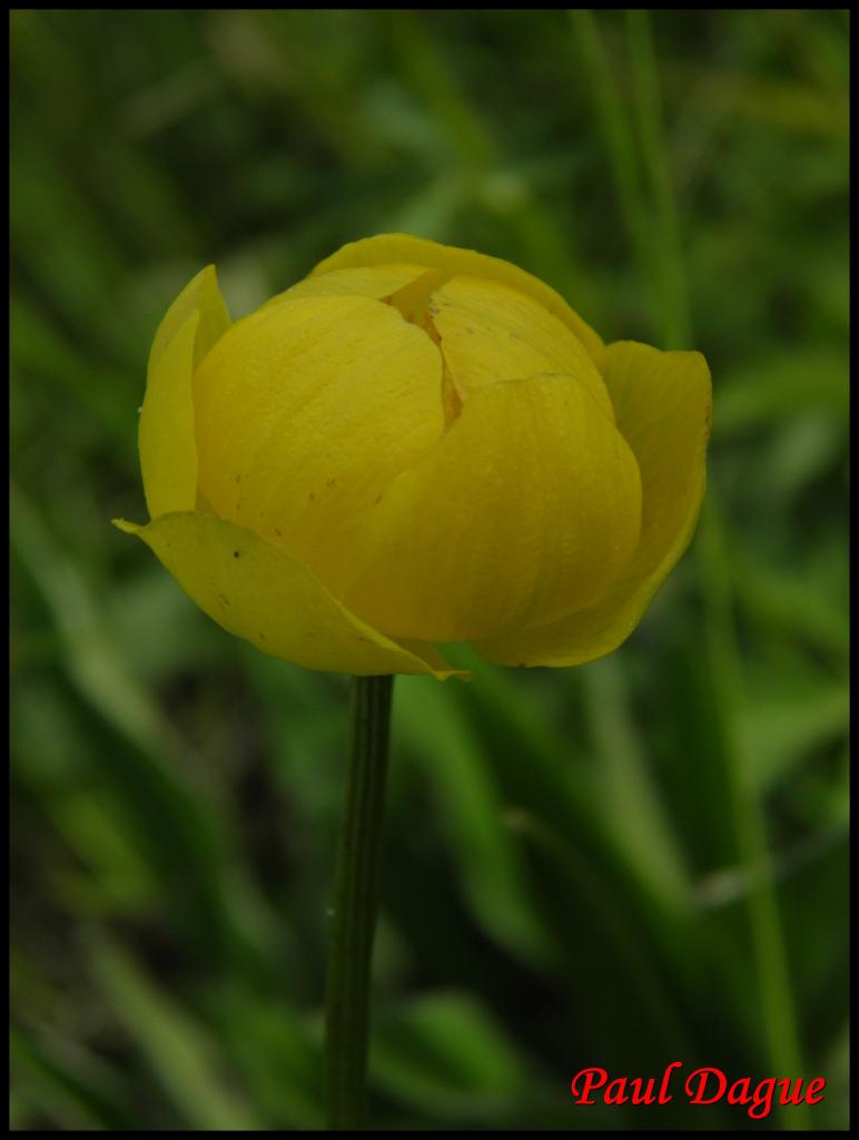 trolle d'europe-trollius europaeus-ranunculacée