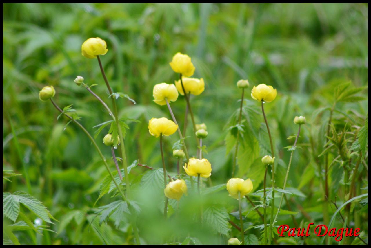 trolle d'europe-trollius europaeus-ranunculacée