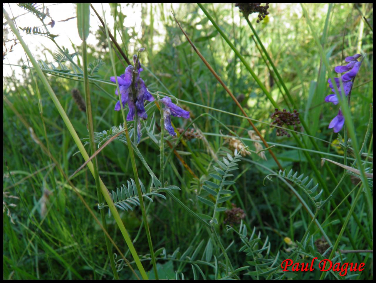 vesce cracca-vicia cracca-fabacée