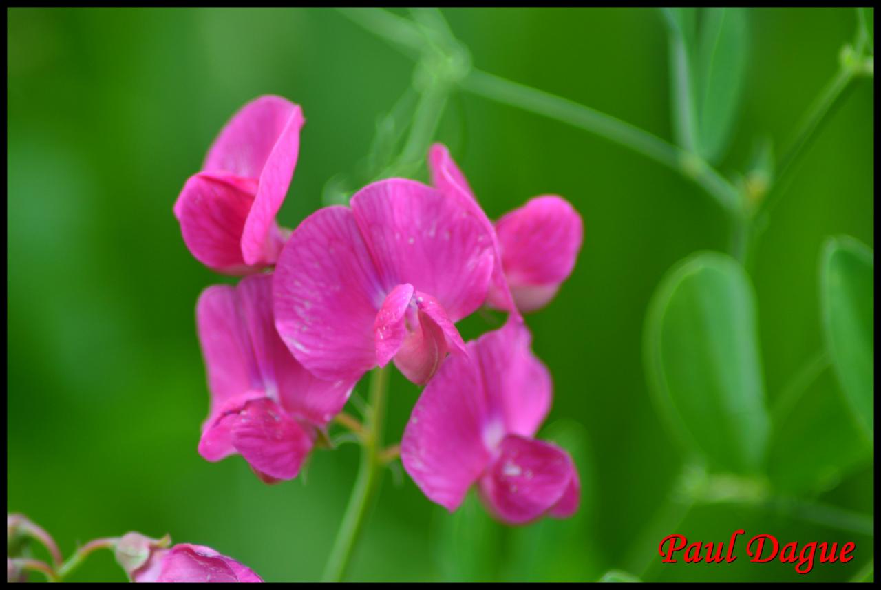 gesse tubéreuse-lathyrus tuberosus-fabacée