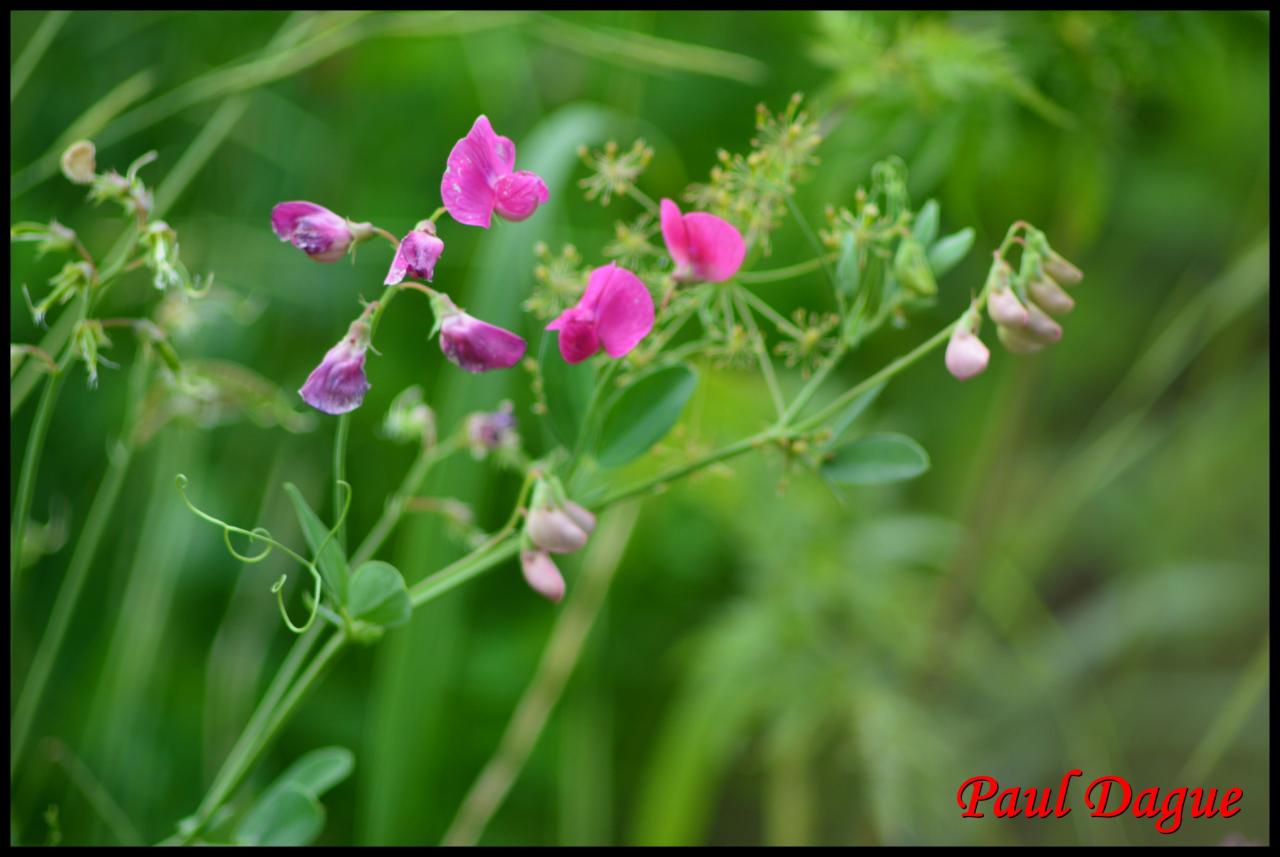 gesse tubéreuse-lathyrus tuberosus-fabacée