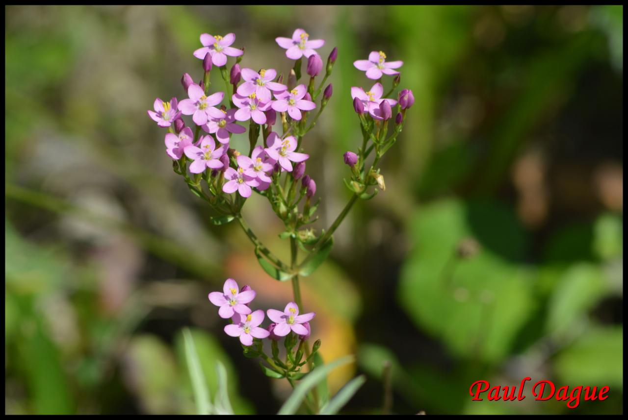 petite centaurée rouge-centaurium erythraea-gentianacée