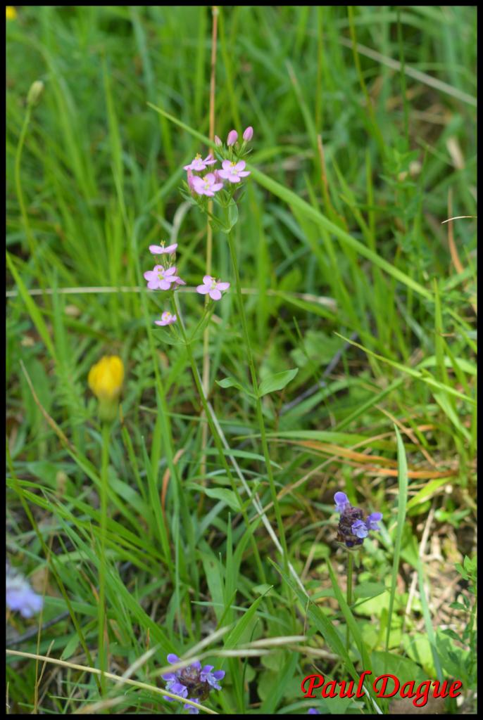 petite centaurée rouge-centaurium erythraea-gentianacée