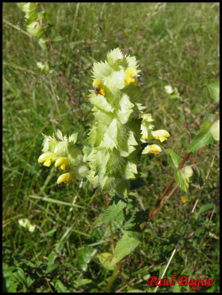 rhinanthe crête de coq-rhinanthus alectopolophus-scrophulariacée