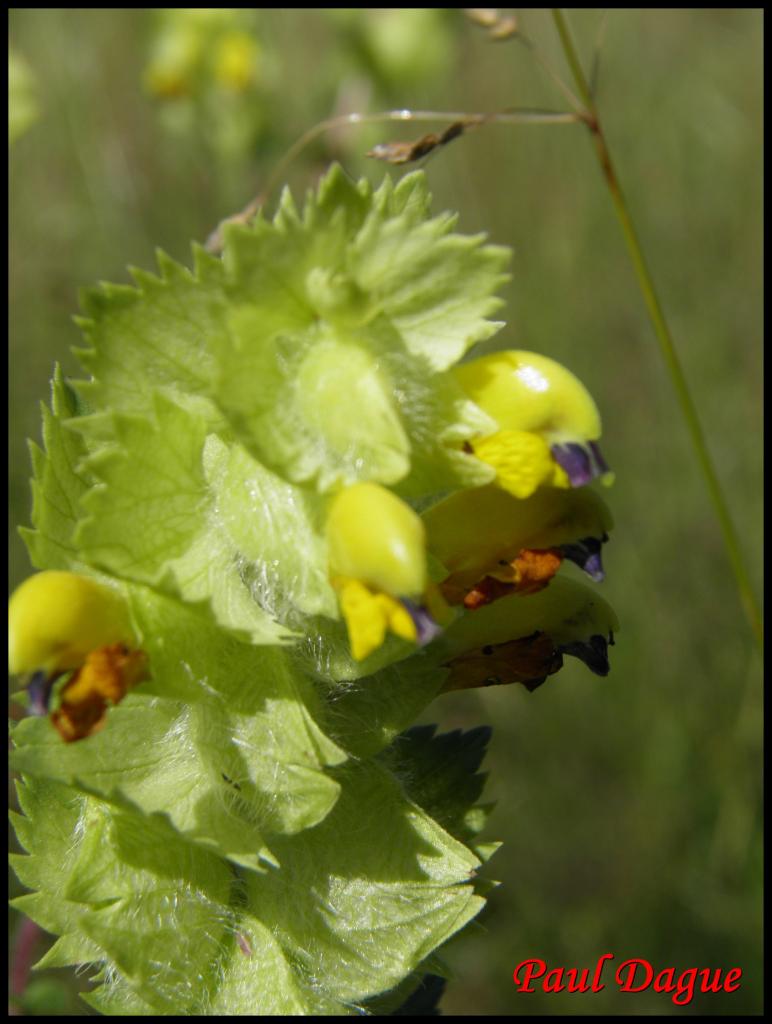 rhinanthe crête de coq-rhinanthus alectopolophus-scrophulariacée