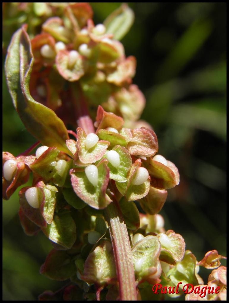 rumex aquatique-rumex aquaticus-polygonacée