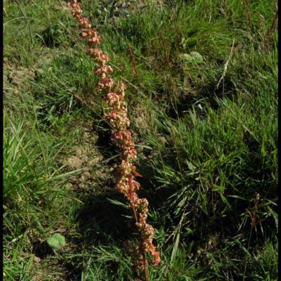 fleurs vertes à 4 pétales ou moins