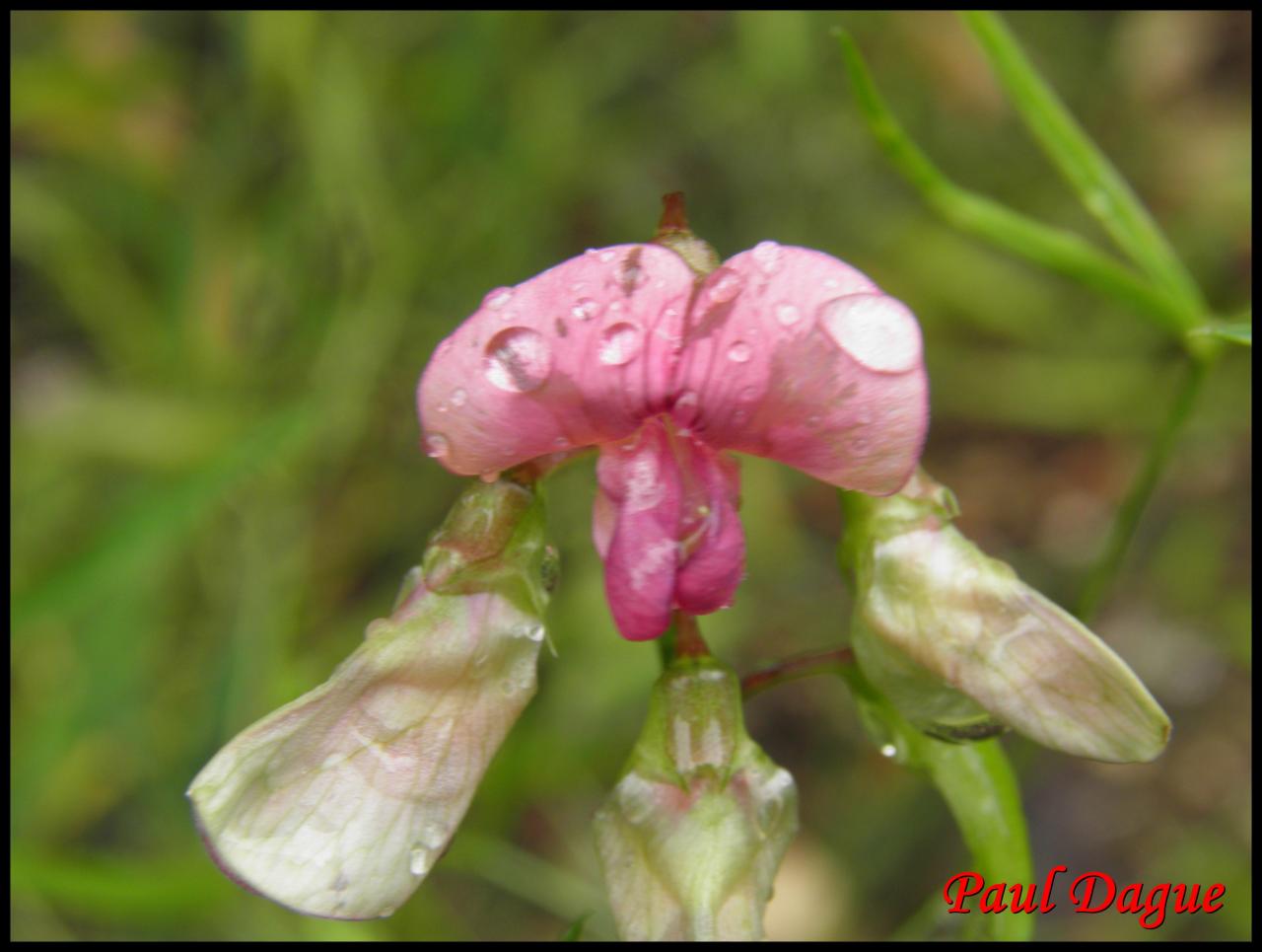 gesse des bois-lathyrus sylvestris-fabacée