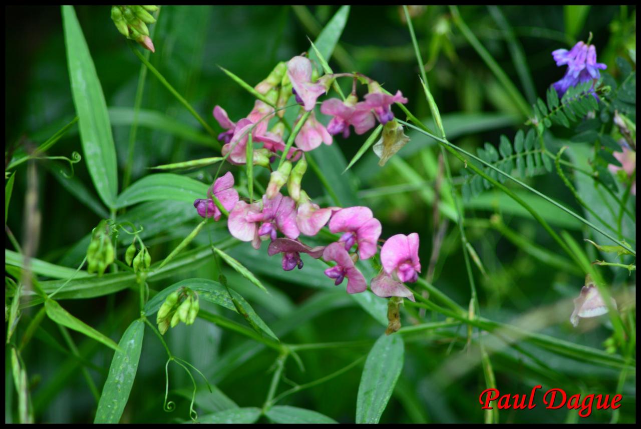 gesse des bois-lathyrus sylvestris-fabacée