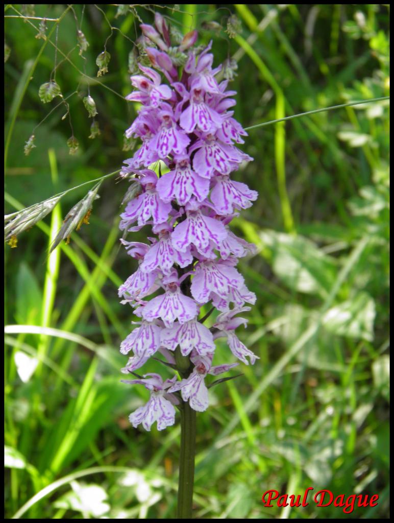 orchis tacheté-dactylorhiza maculata-orchidacée