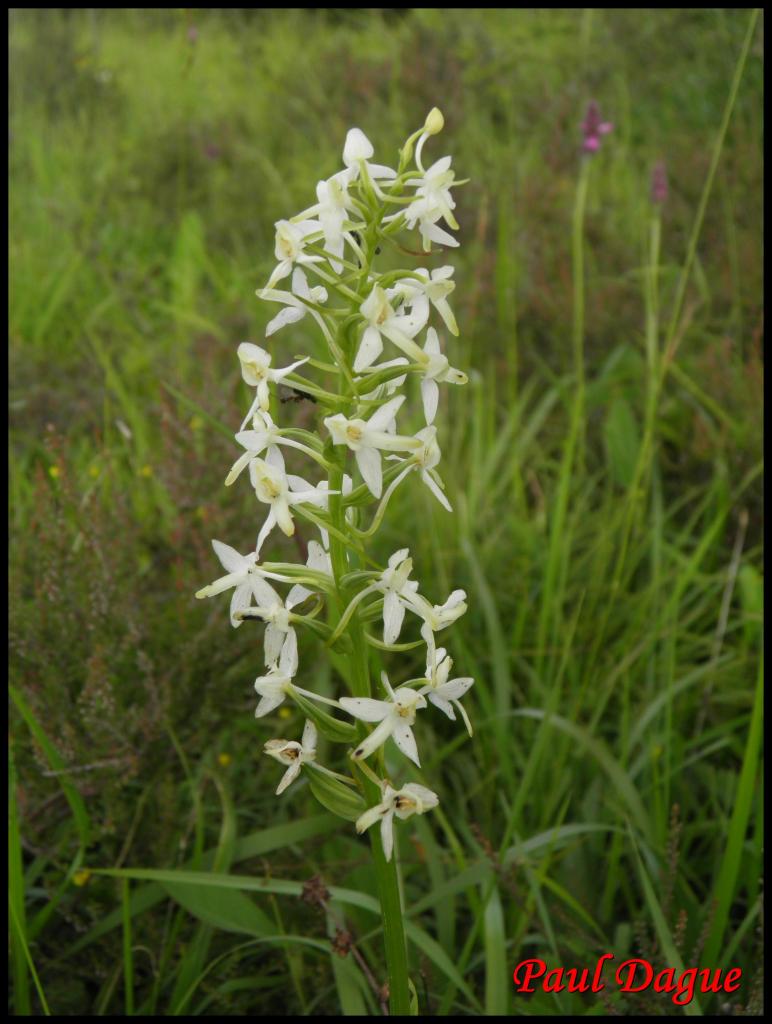 platanthère à 2 feuilles-platanthera bifolia-orchidacée