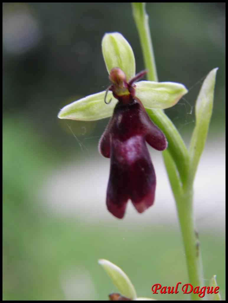 ophrys mouche-ophrys insectifera-orchidacée