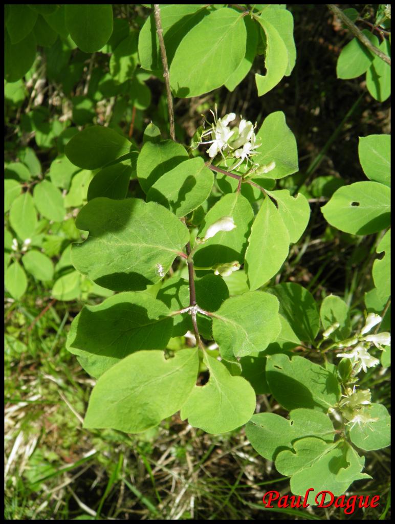 chèvre feuille des haies-lonicera xylasteum-caprifoliacée