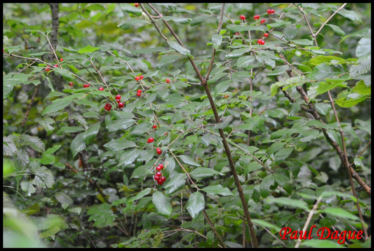 chèvre feuille des haies-lonicera xylasteum-caprifoliacée