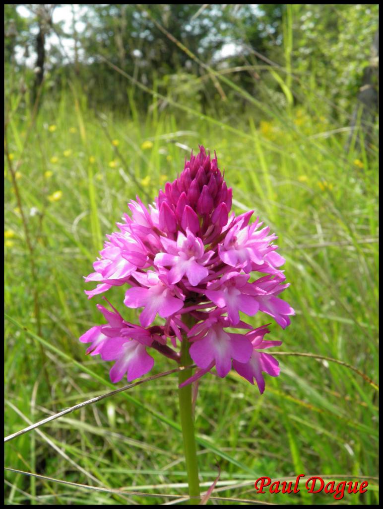 orchis pyramidal-anacamptis pyramidalis-orchidacée