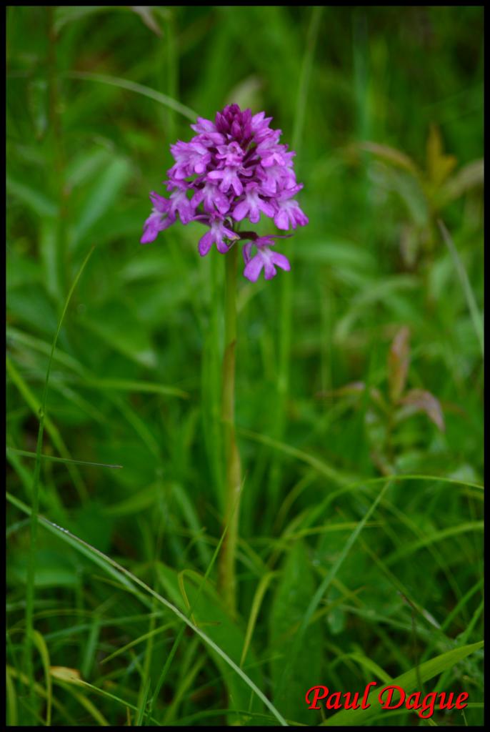 orchis pyramidal-anacamptis pyramidalis-orchidacée