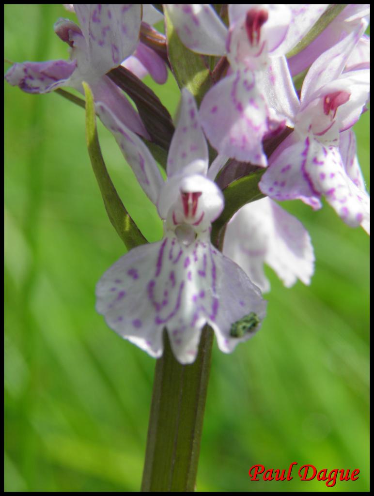 orchis de fuchs-dactylorhiza fuchsii-orchidacée