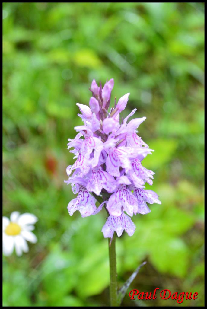 orchis de fuchs-dactylorhiza fuchsii-orchidacée