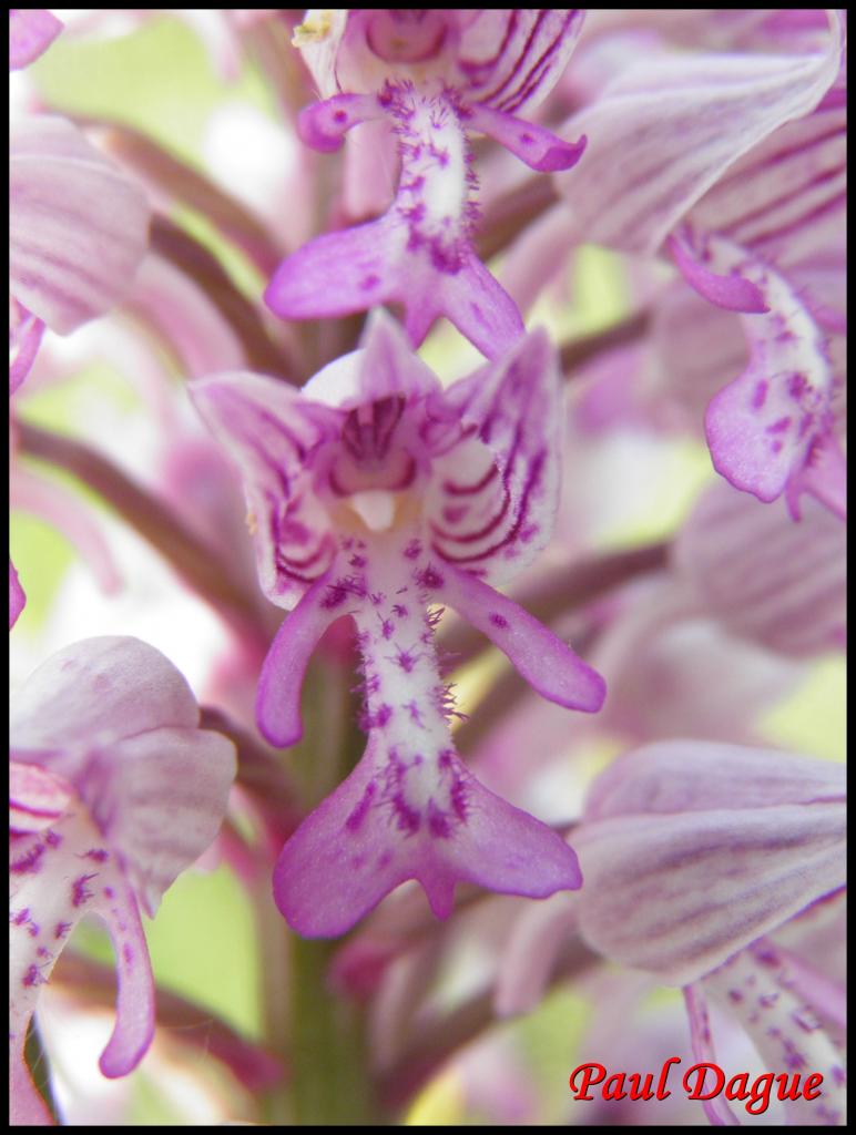 orchis militaire-orchis militaris-orchidacée