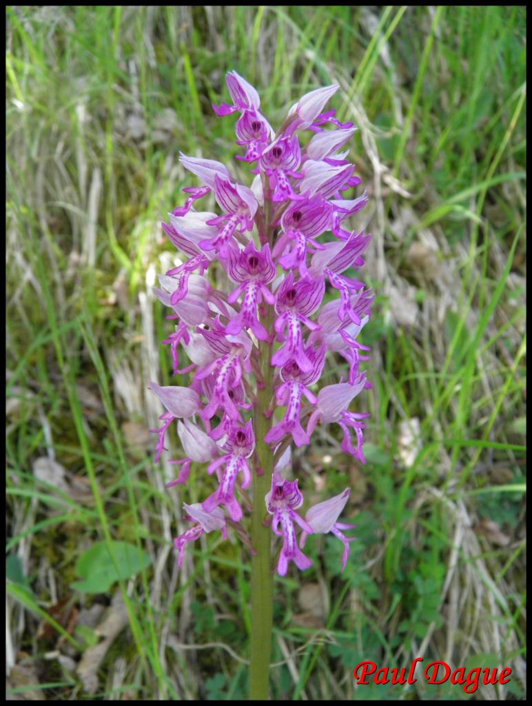 orchis militaire-orchis militaris-orchidacée