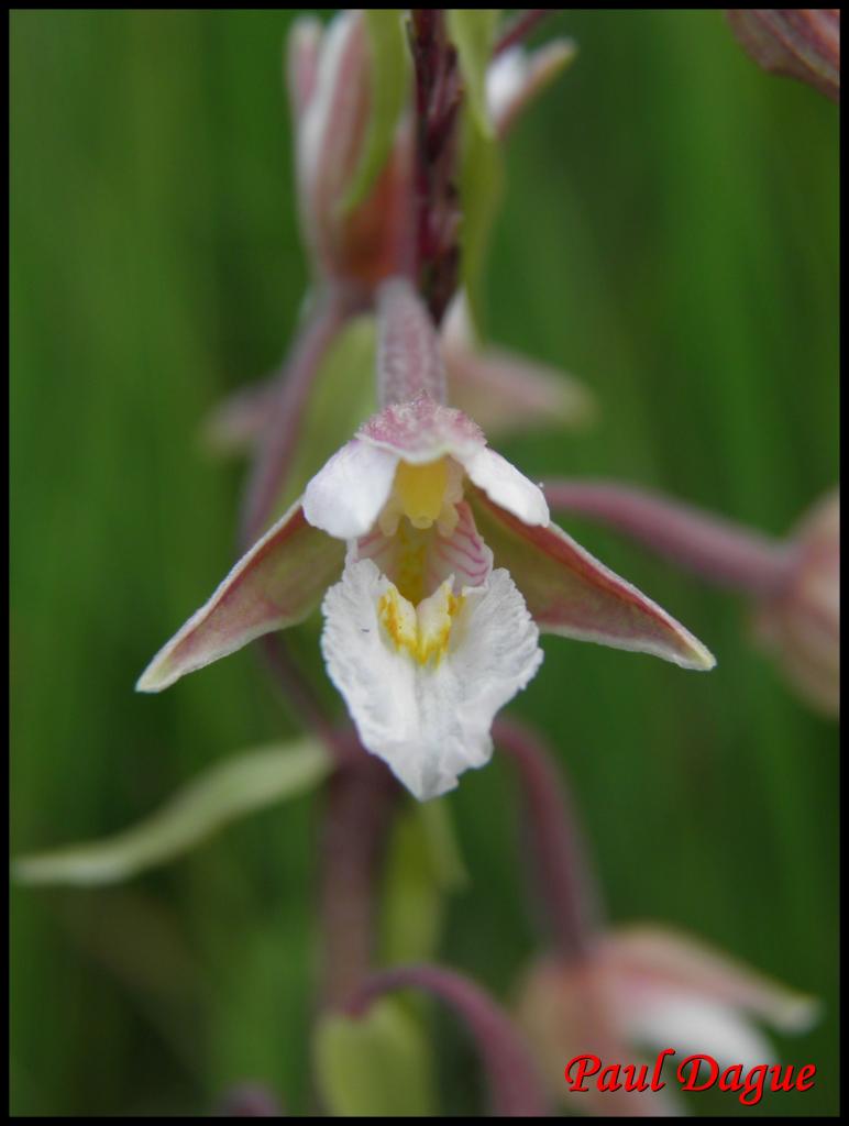 épipactis des marais-epipactis palustris -orchidacée