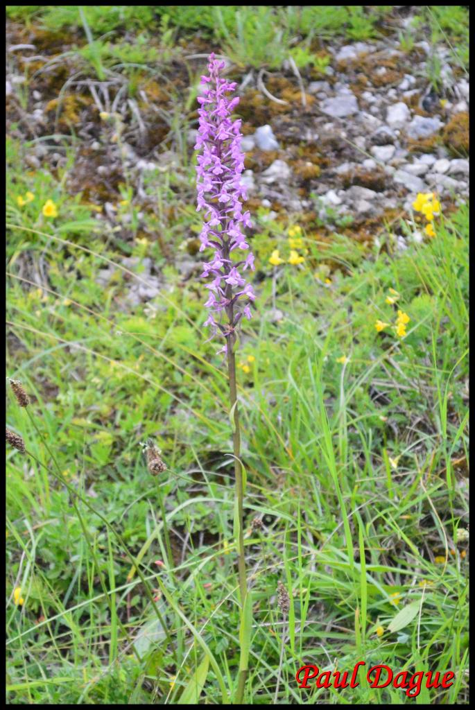 orchis moucheron-gymnadenia conopsea-orchidacée