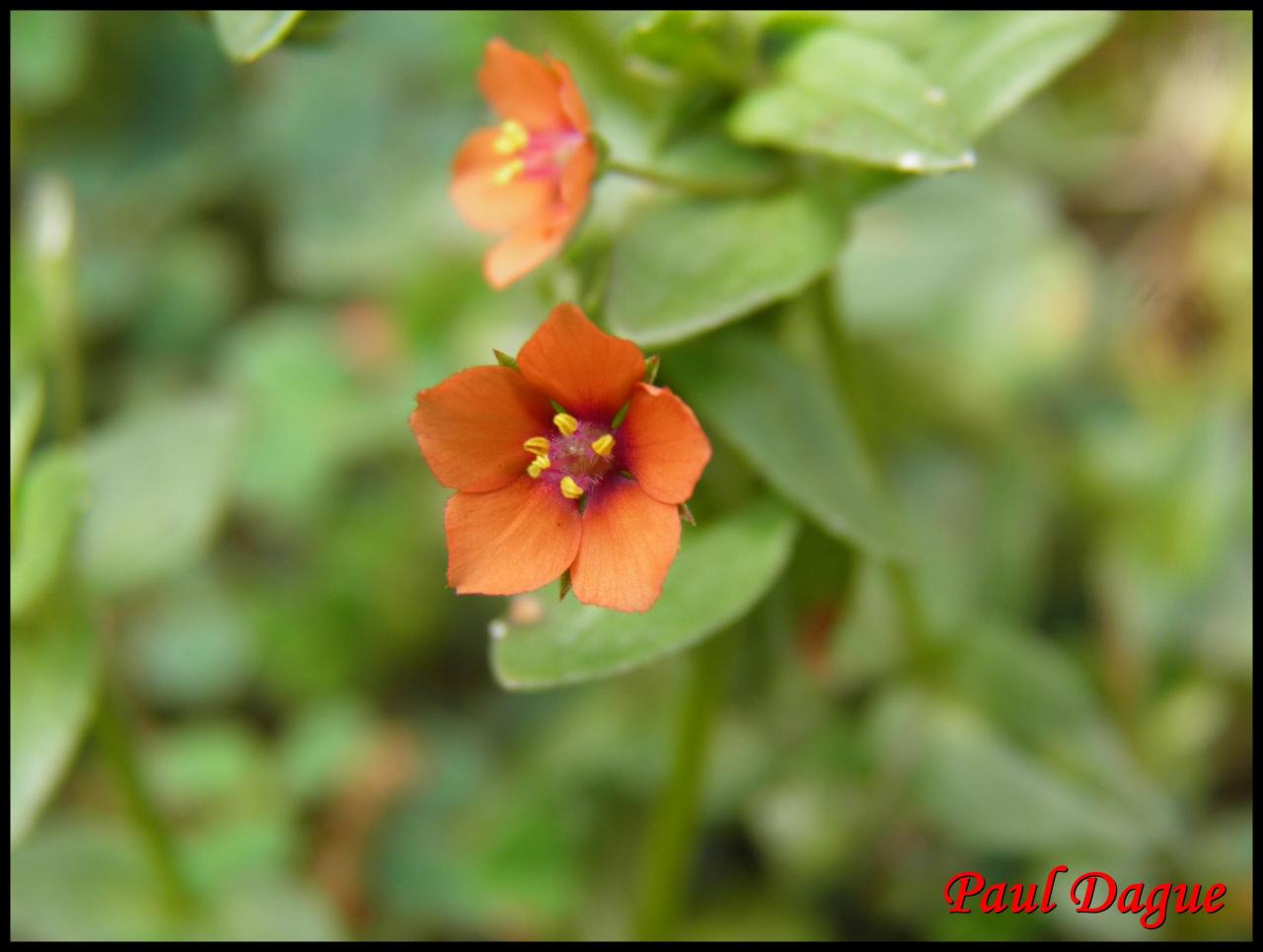 mouron des champs-anagallis arvensis-primulacée