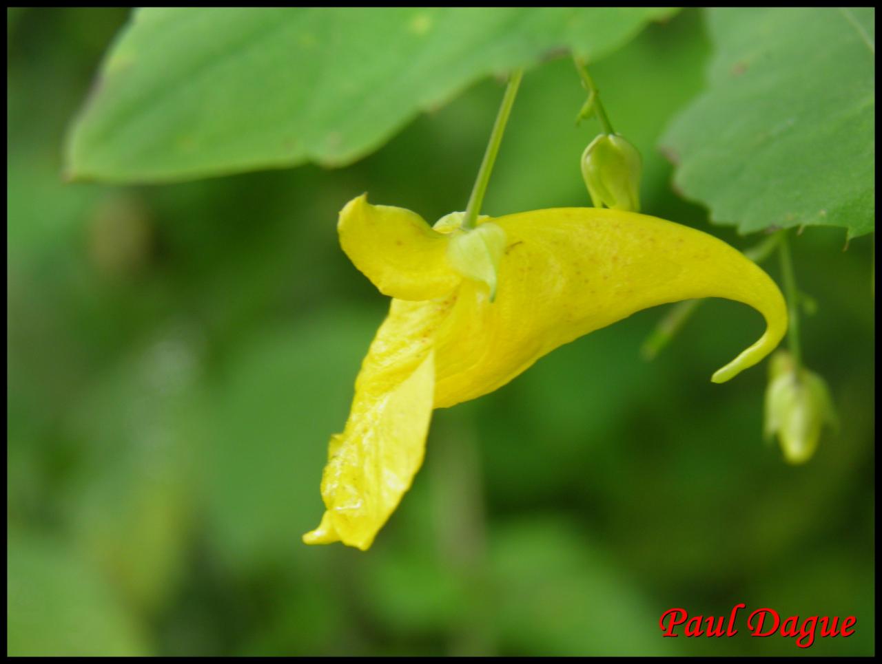 impatiens n'y touchez pas-impatiens noli tangere-balsaminacée