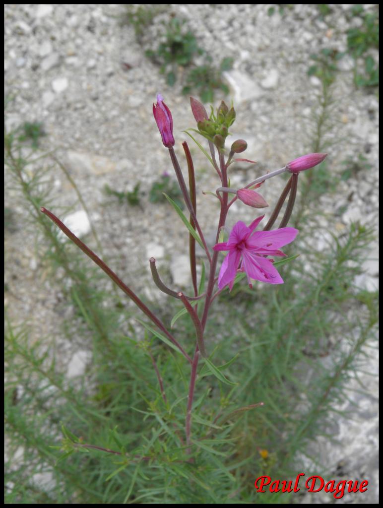 épilobe romarin-epilobium dodonaei-onagracée