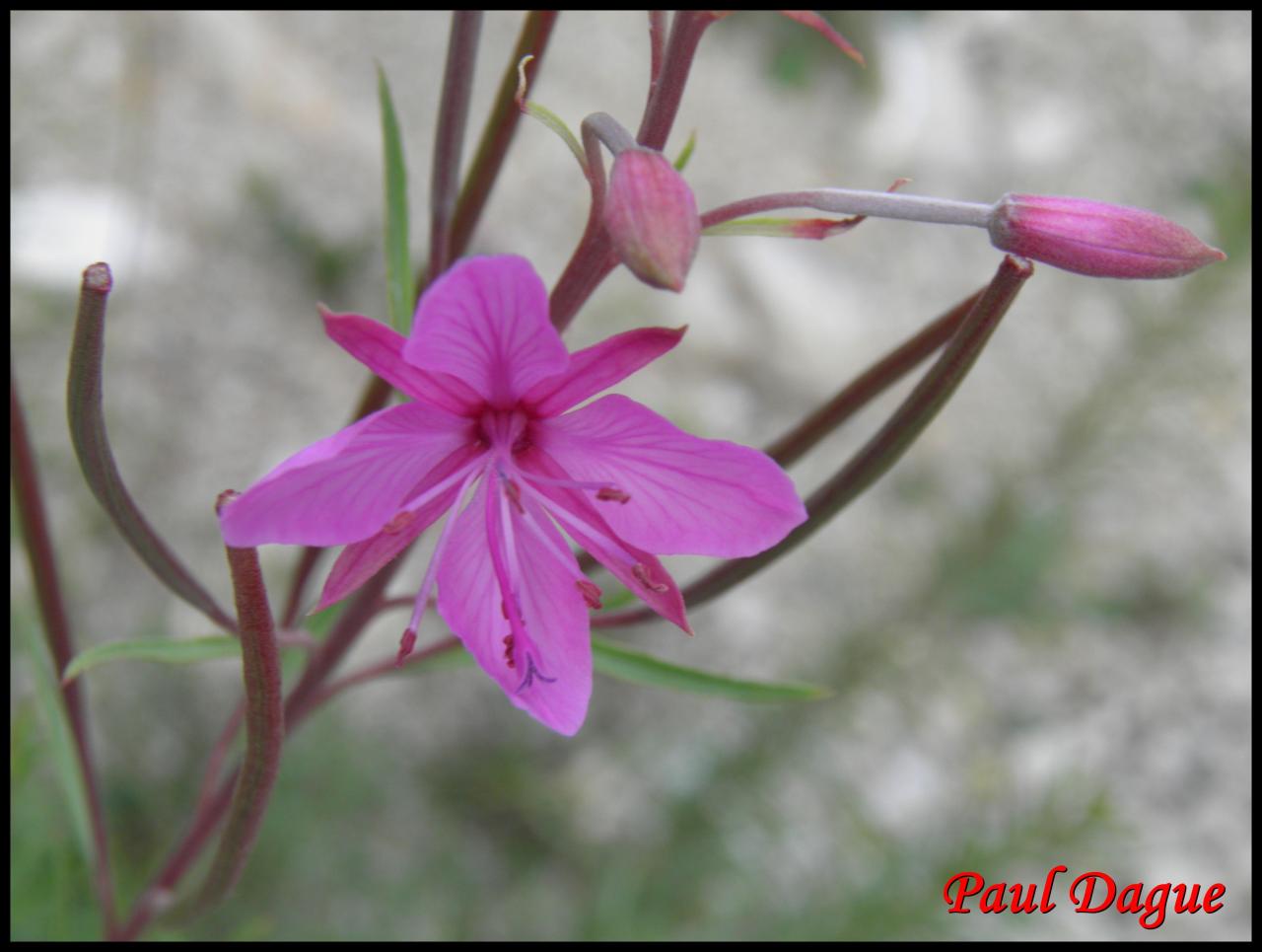 épilobe romarin-epilobium dodonaei-onagracée