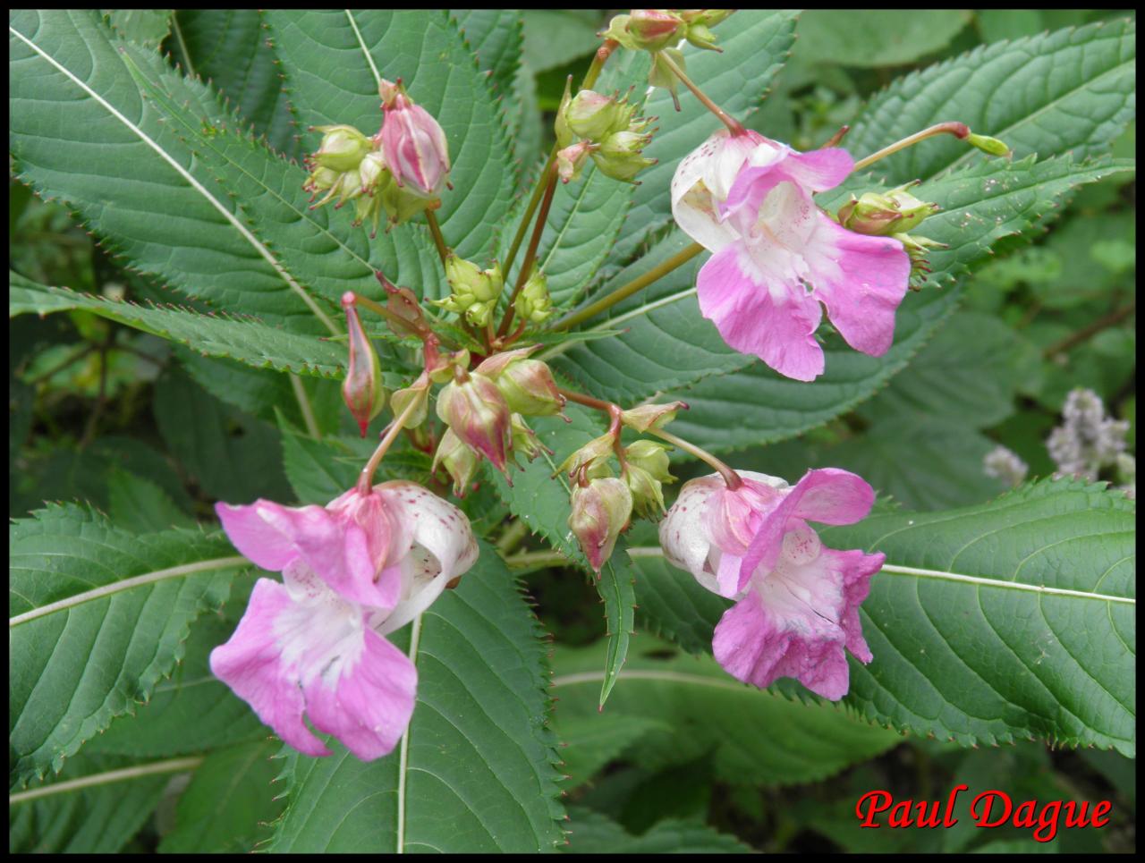 balsamine de l'Himalaya-impatiens glandulifera-balsaminacée