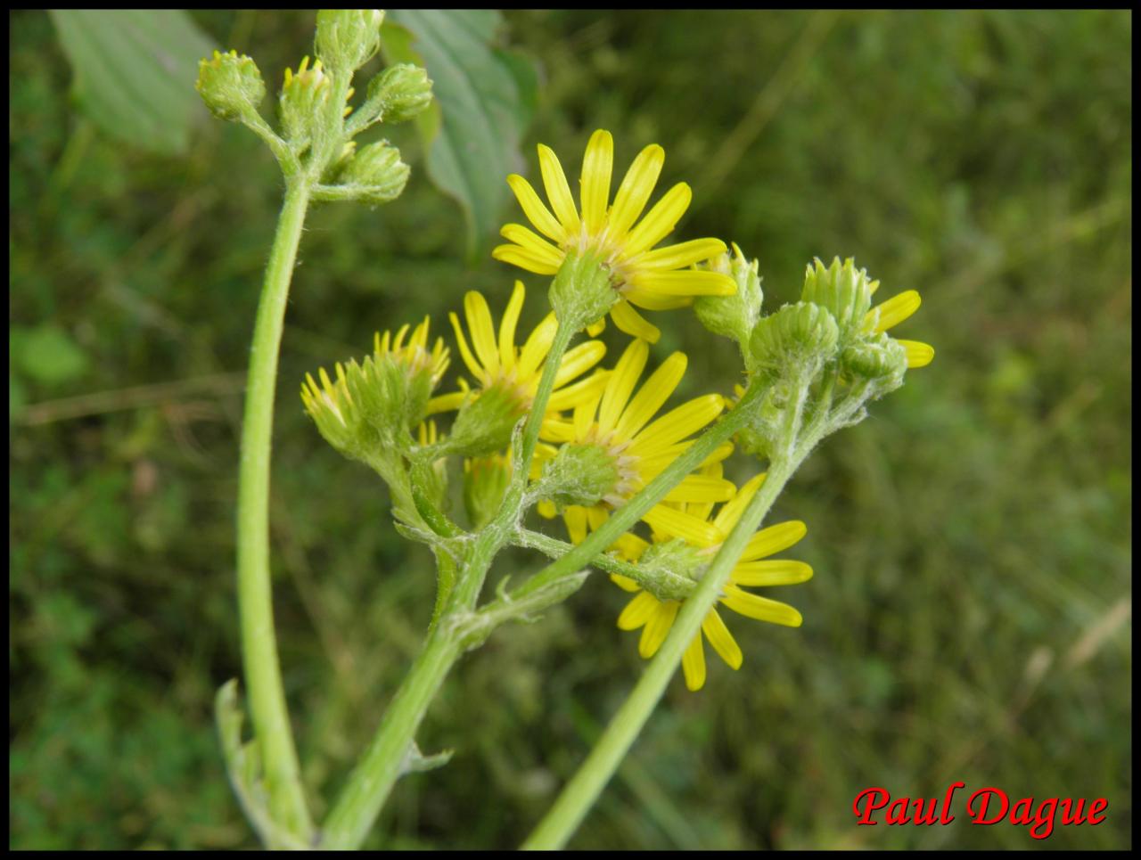 sénéçon à feuilles de roquette-senecio erucifolius-astéracée