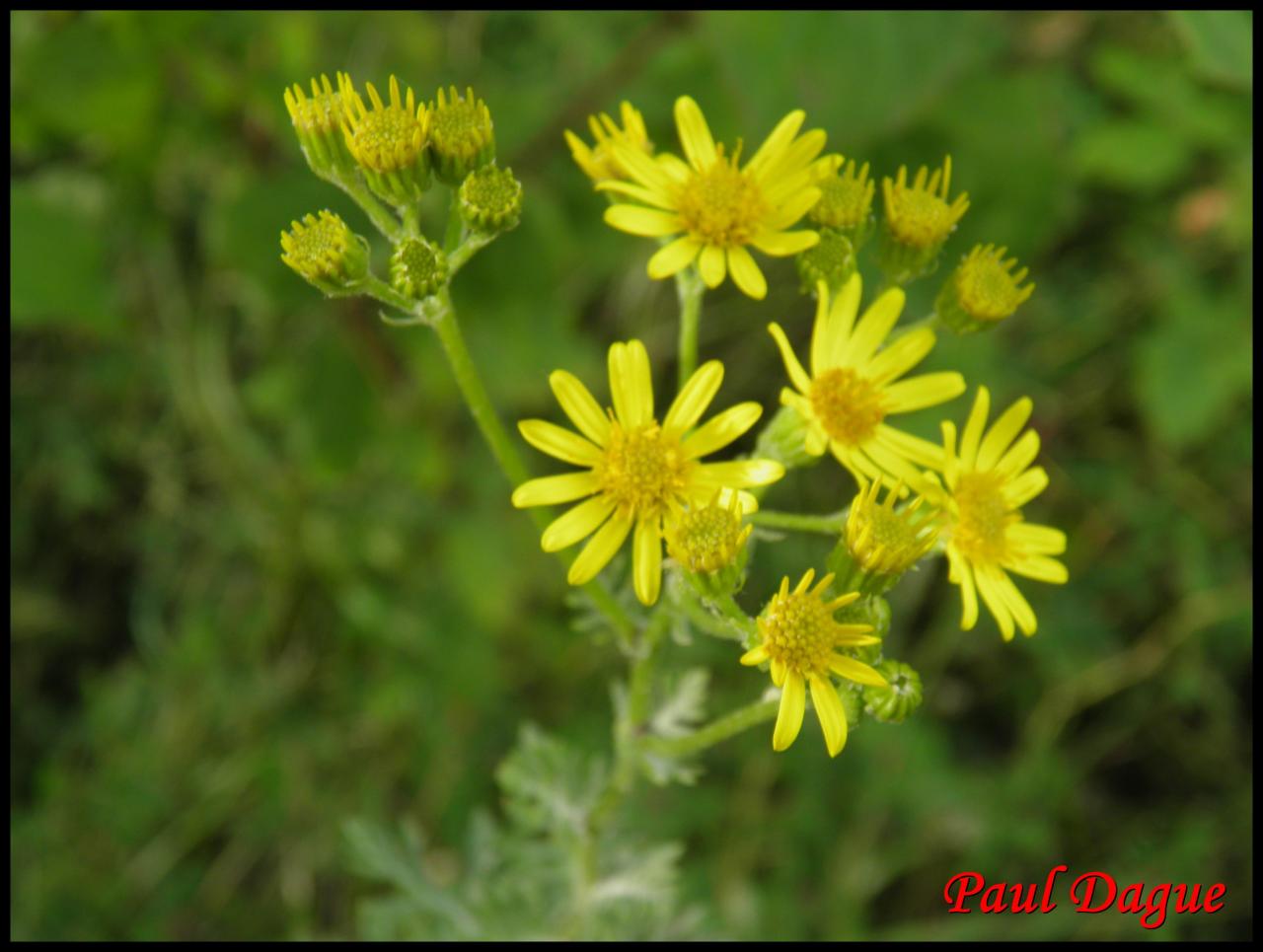 sénéçon à feuilles de roquette-senecio erucifolius-astéracée