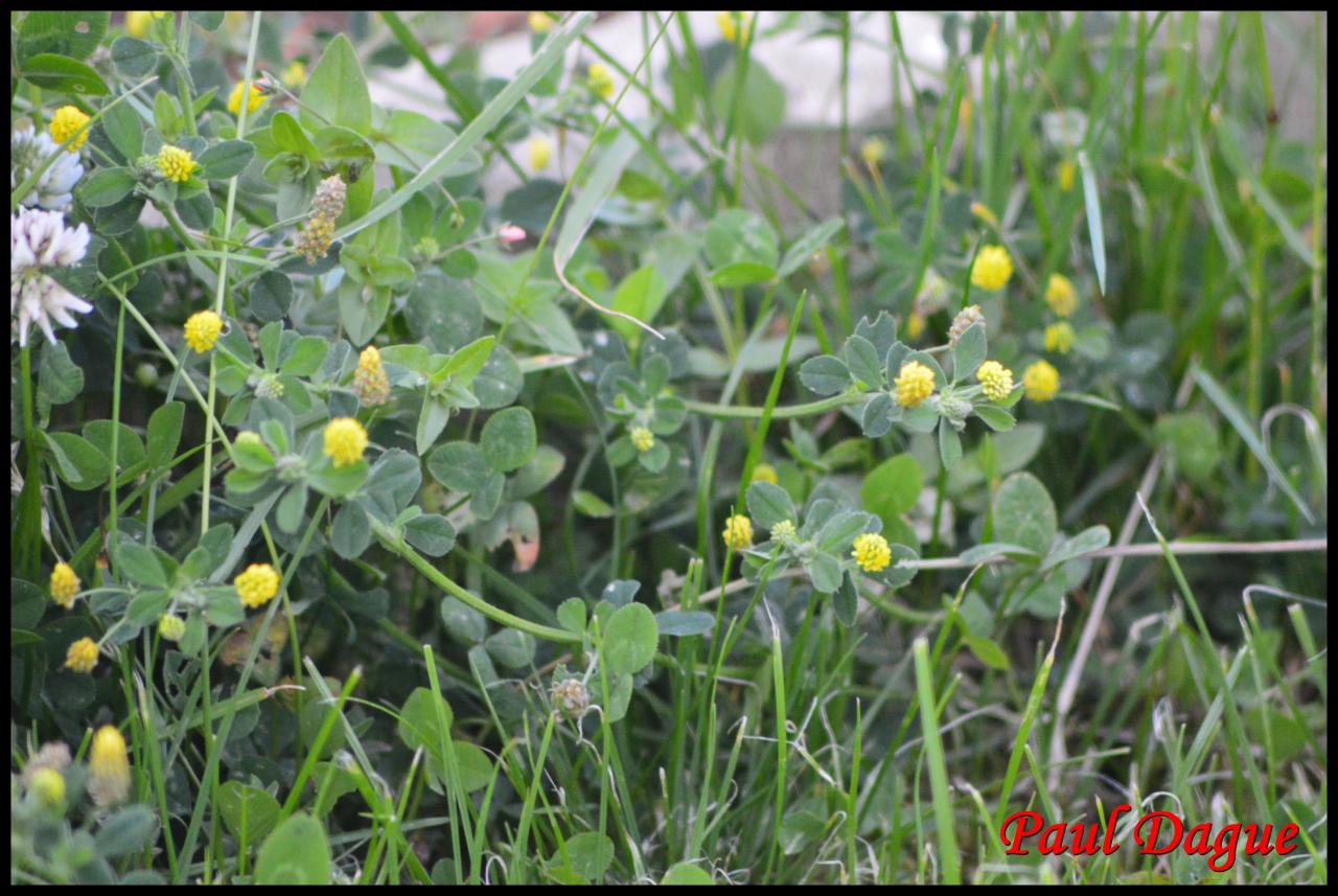 luzerne lupuline-medicago lupulina-fabacée