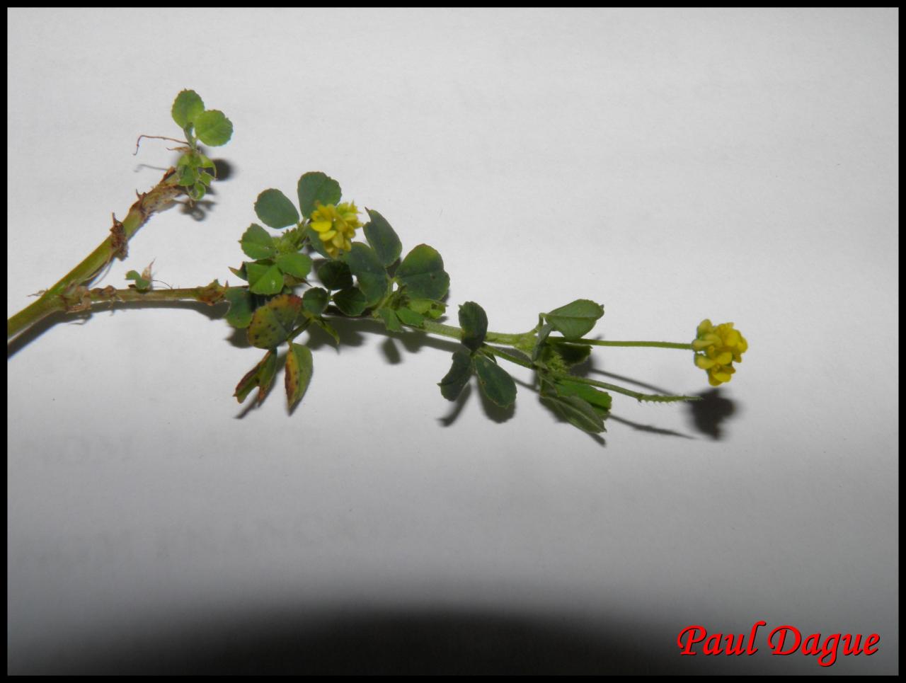 luzerne lupuline-medicago lupulina-fabacée