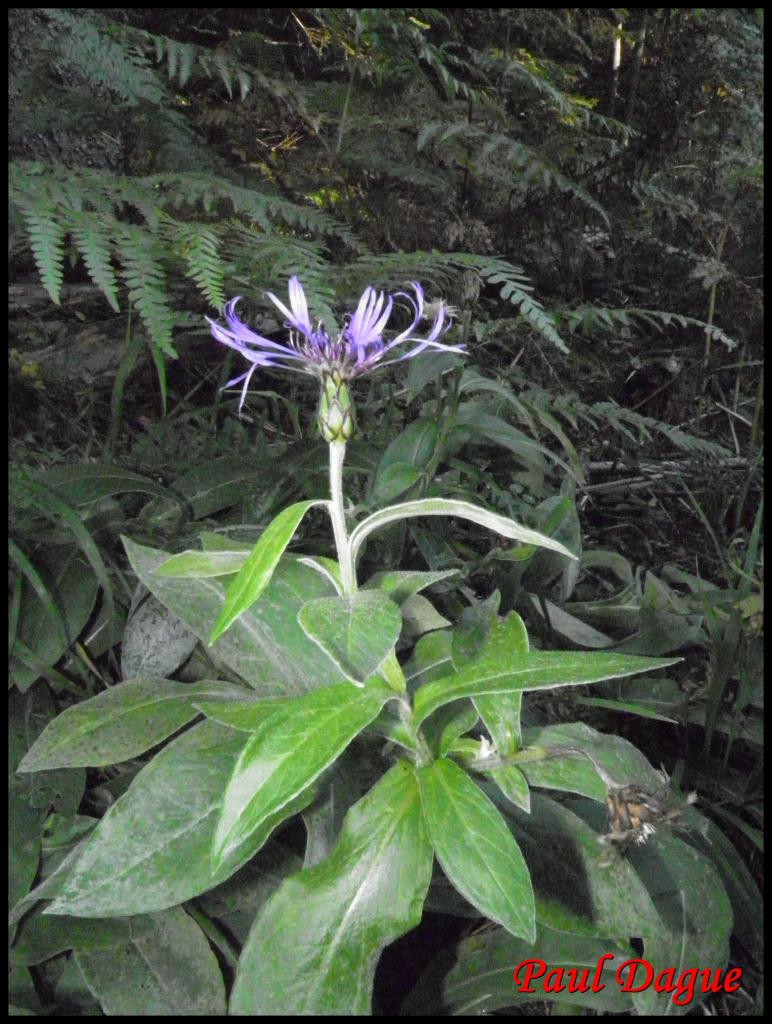 centaurée des montagnes-centaurea montana-astéracée