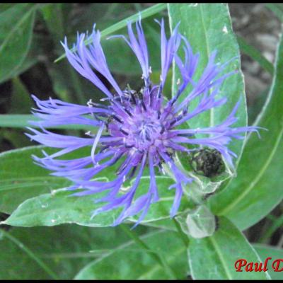 fleurs violettes en capitule