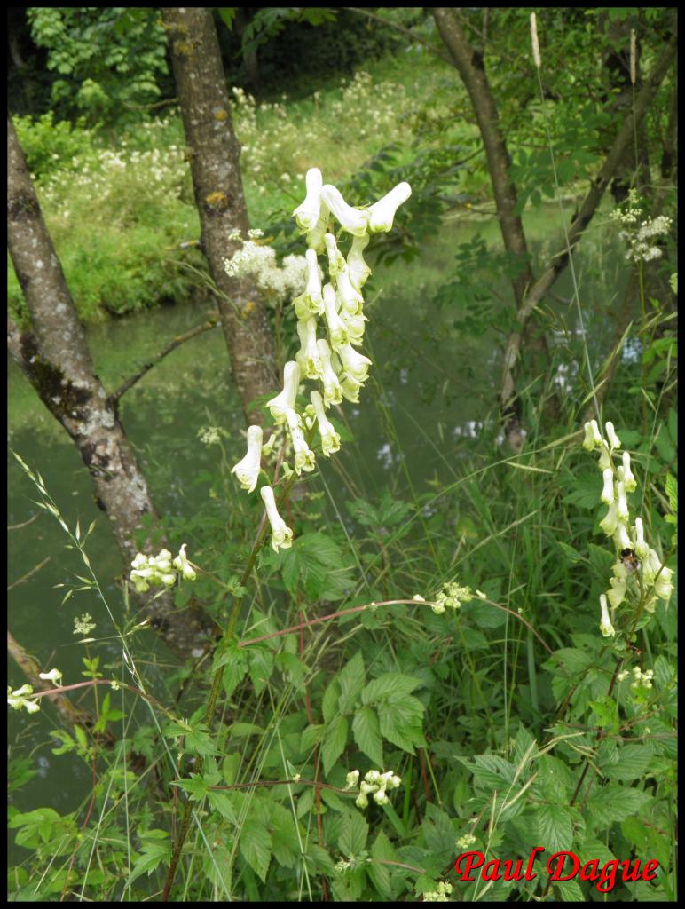 aconit tue loup-aconitum lycoctonum vulparia-ranunculacée