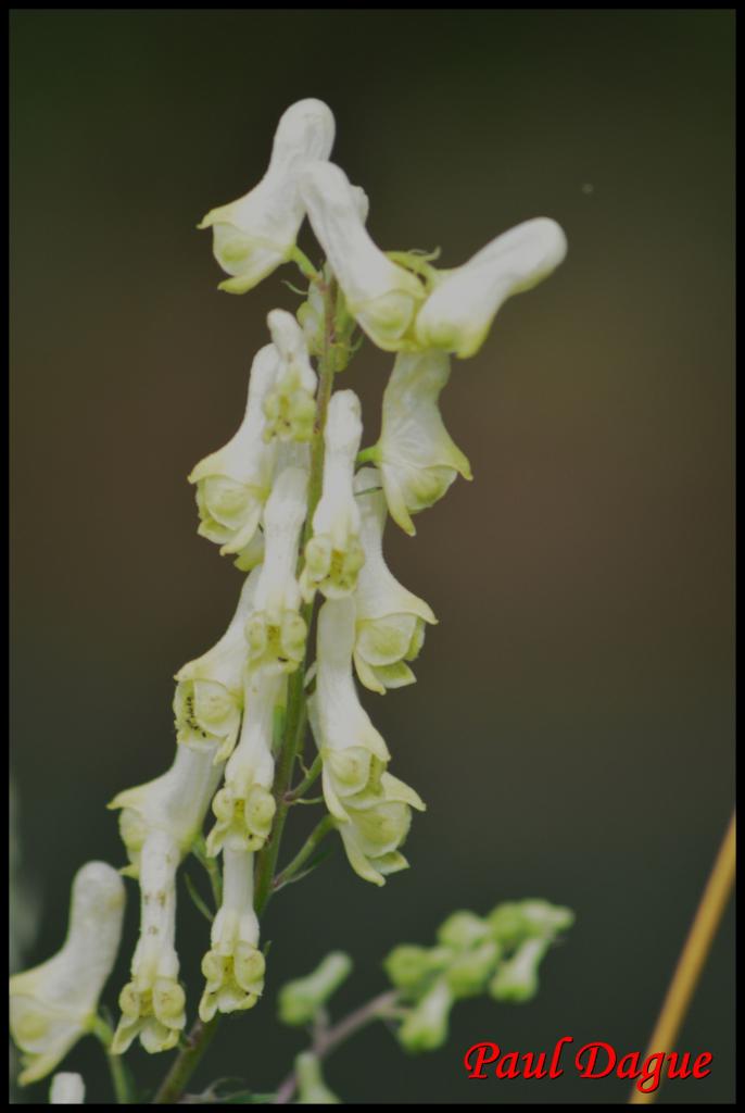 aconit tue loup-aconitum lycoctonum vulparia-ranunculacée