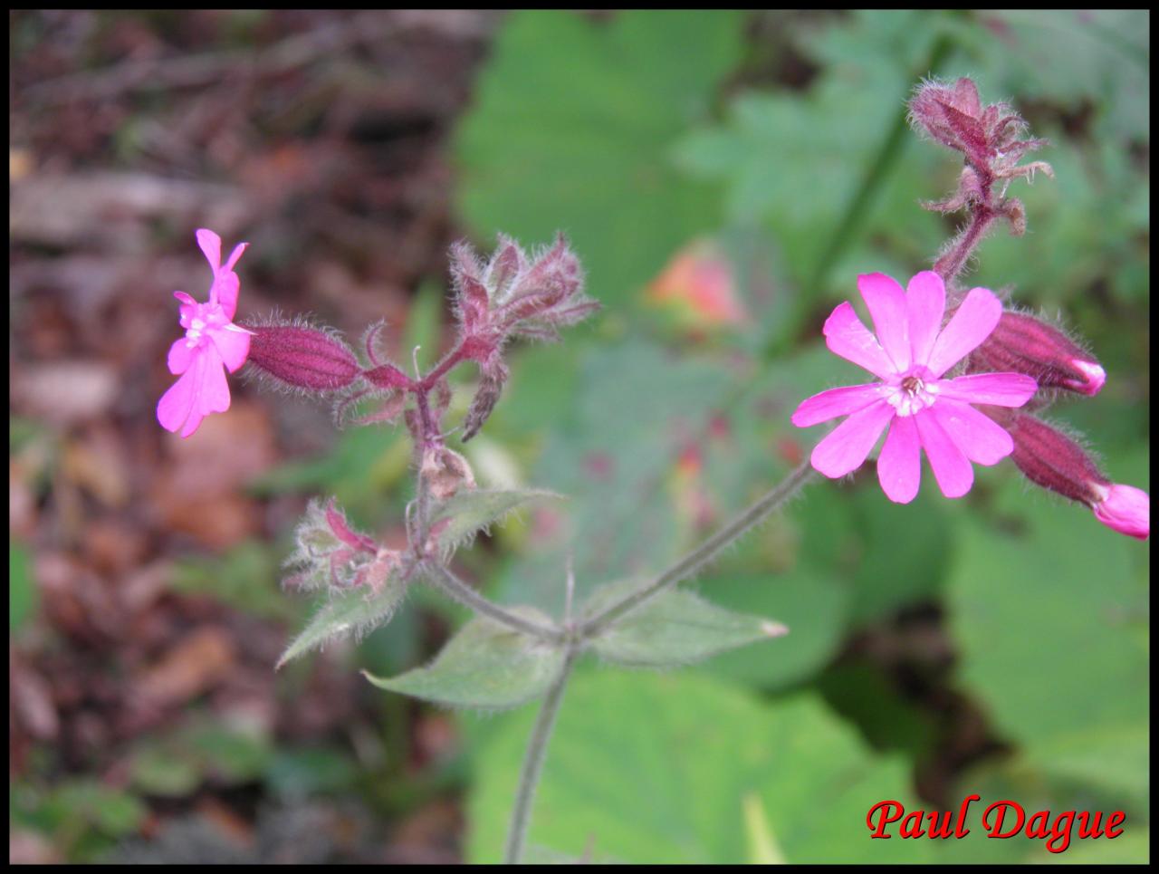 compagnon rouge-silene dioica-caryophyllacée