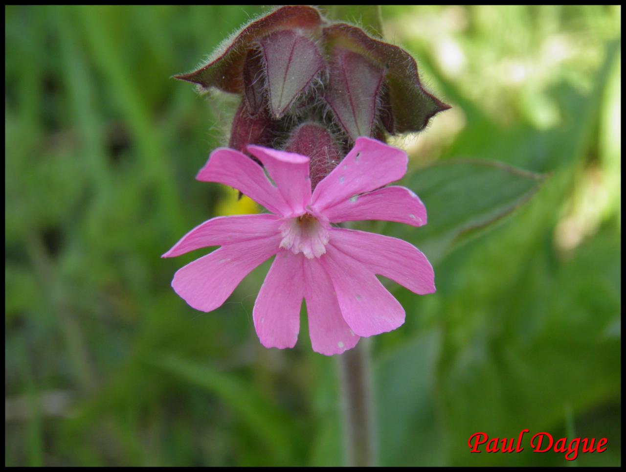 compagnon rouge-silene dioica-caryophyllacée