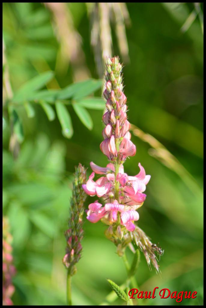 sainfoin , esparcette-onobrychis viciifolia-fabacée