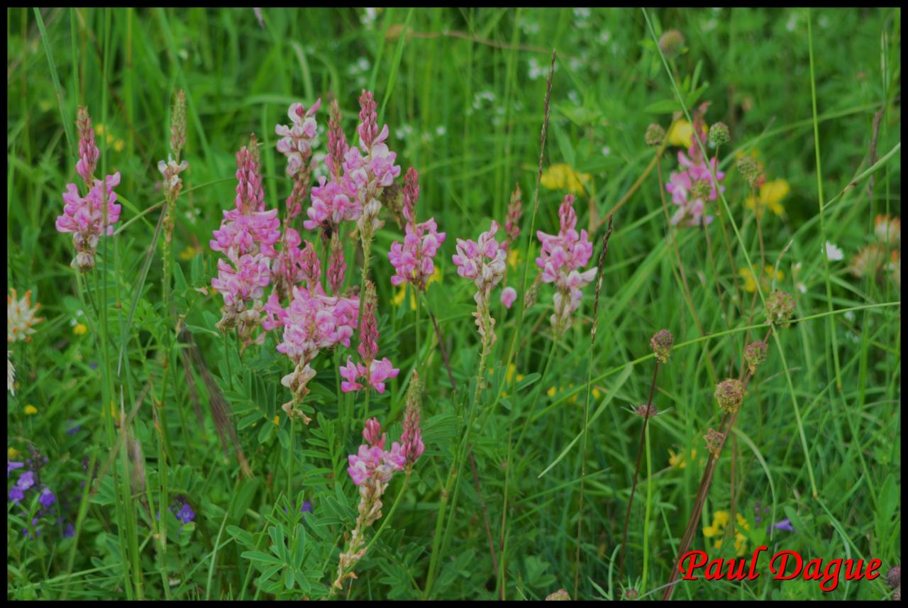 sainfoin , esparcette-onobrychis viciifolia-fabacée