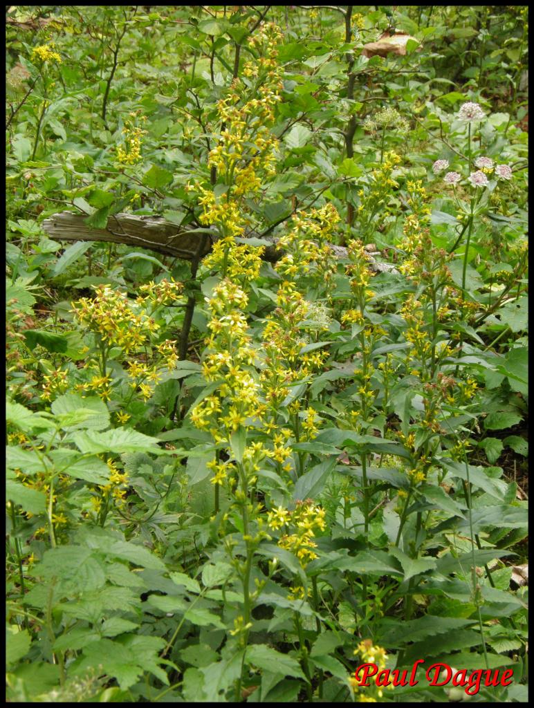 solidage verge d'or-solidago virgaurea-astéracée