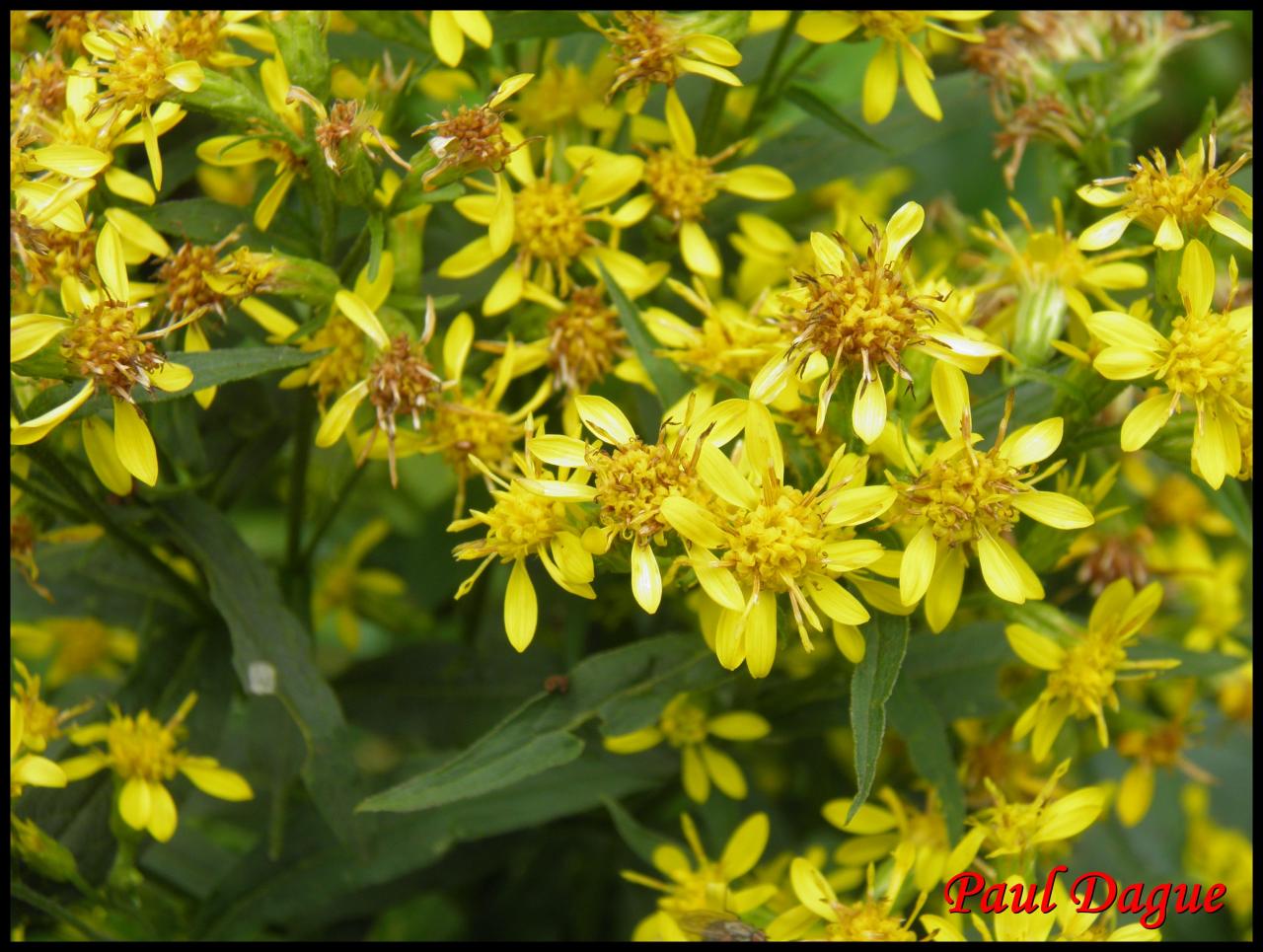 solidage verge d'or-solidago virgaurea-astéracée