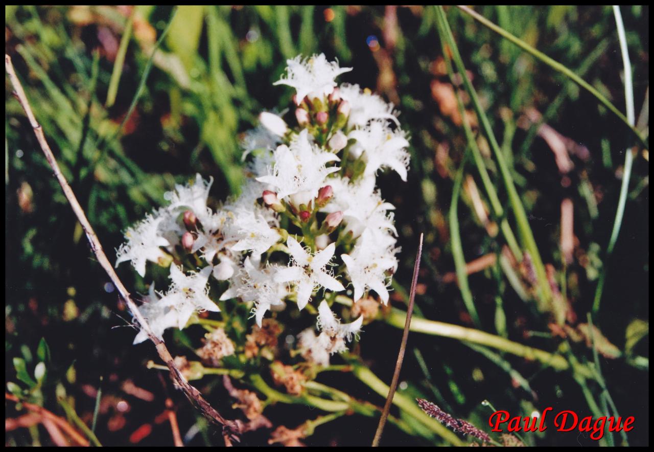 trèfle d'eau-menyanthes trifoliata-menyanthacée