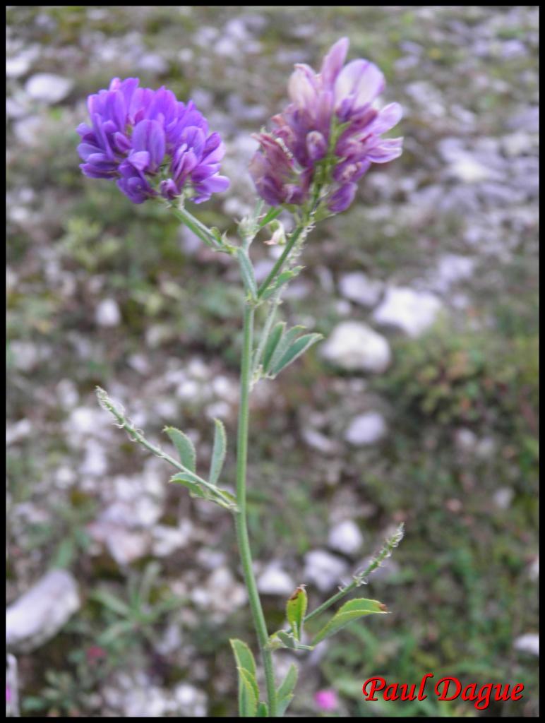 luzerne-medicago savita-fabacée