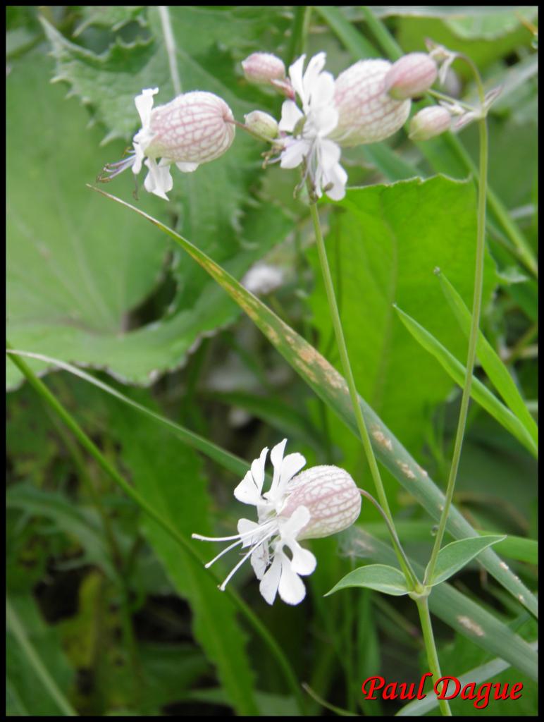 silene enflé-silène vulgaris-caryophyllacée