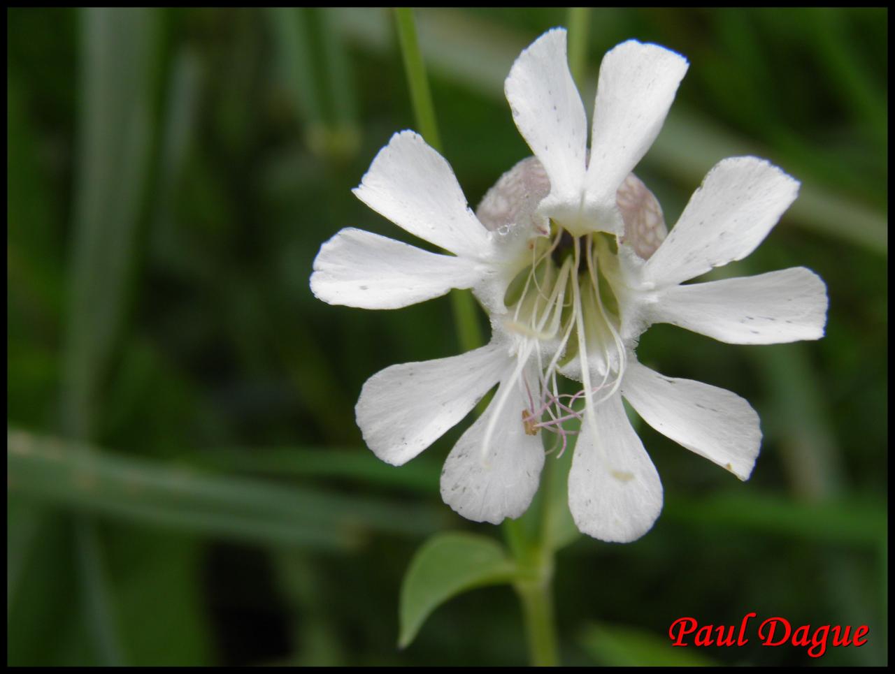 silene enflé-silène vulgaris-caryophyllacée